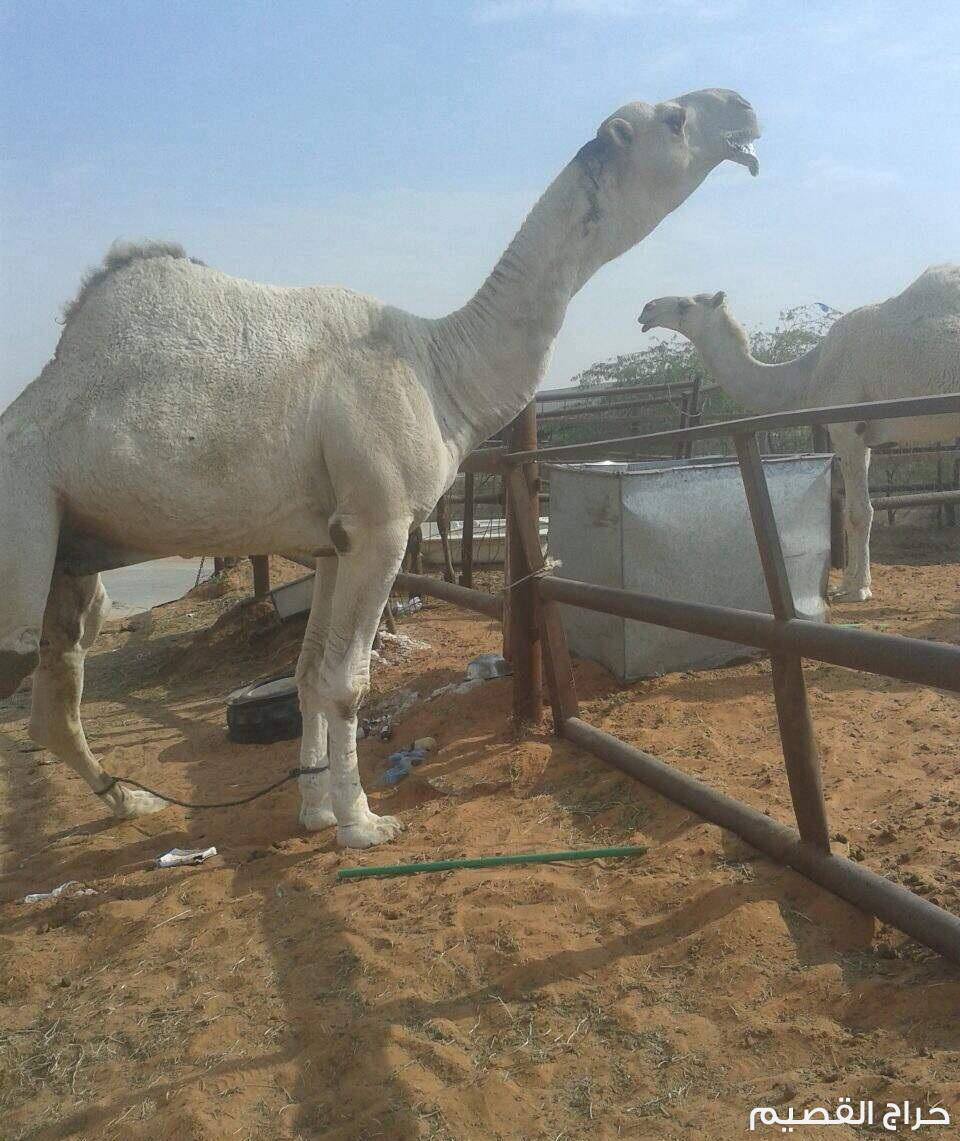 نياق شعل